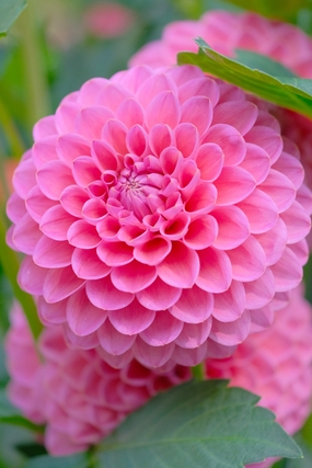 微距特写粉色大丽菊摄影图片